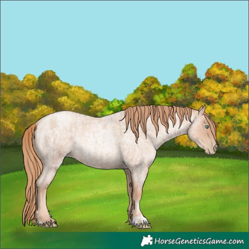 Horse Color:Gold Champagne Roan Pearl Rabicano  and Gold Champagne Roan Pearl Rabicano 