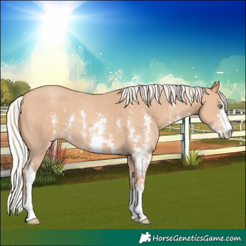 Horse Color:Silver Amber Champagne Sabino 