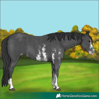 Horse Color:Black Sabino Varnish
