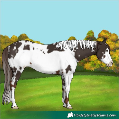 Horse Color:White Spotted Liver Chestnut Frame