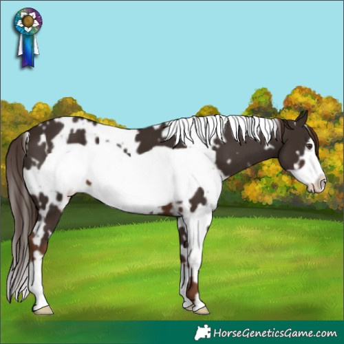 Horse Color:White Spotted Liver Chestnut Frame 