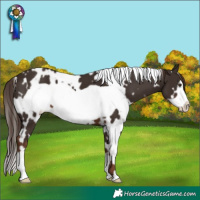 Horse Color:White Spotted Liver Chestnut Frame 