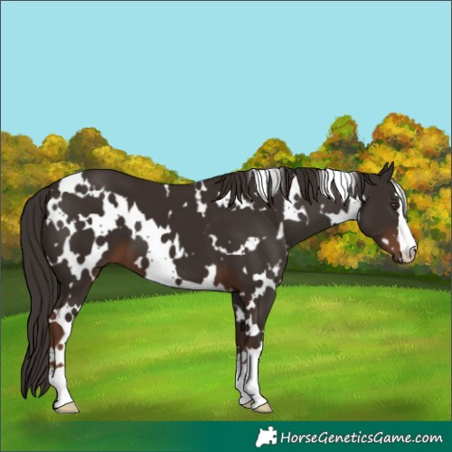 Horse Color:White Spotted Liver Chestnut 