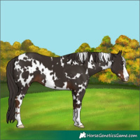 Horse Color:White Spotted Liver Chestnut 