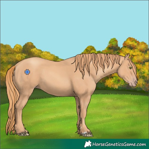 Horse Color:Gold Champagne
