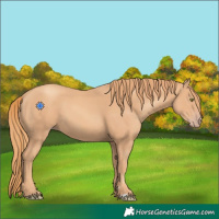Horse Color:Gold Champagne 