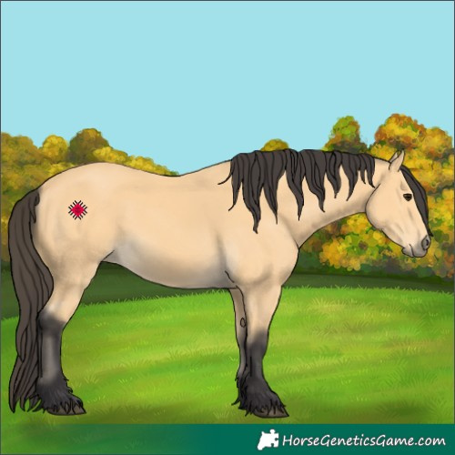 Horse Color:Buckskin 