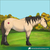 Horse Color:Buckskin