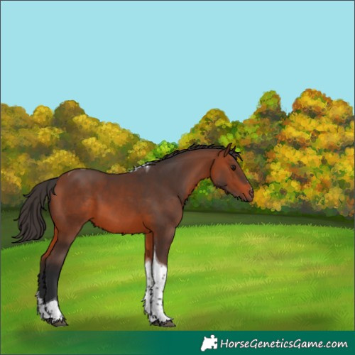 Horse Color:Bay Tobiano 