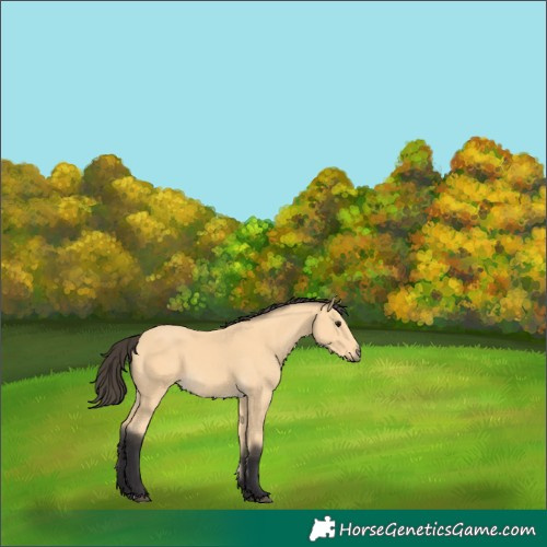 Horse Color:Buckskin 