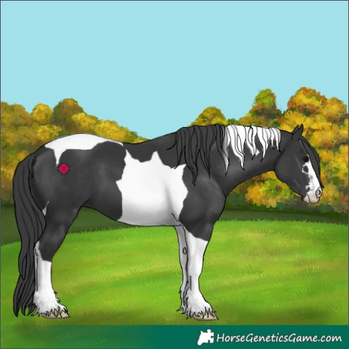 Horse Color:Black Tobiano