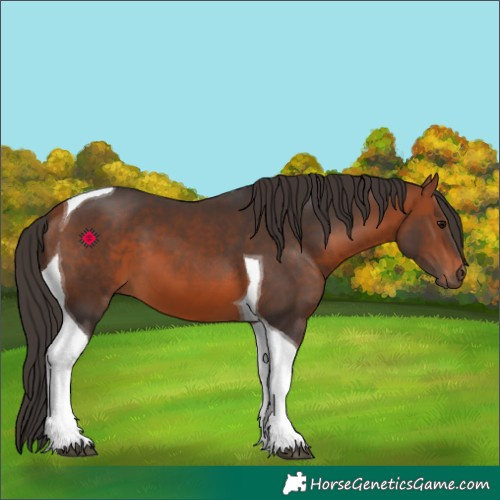 Horse Color:Bay Tobiano