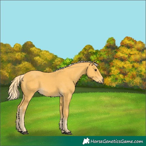 Horse Color:Palomino