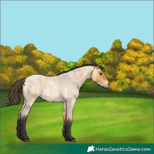 Horse Color:Buckskin Roan 