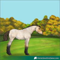 Horse Color:Buckskin Roan 