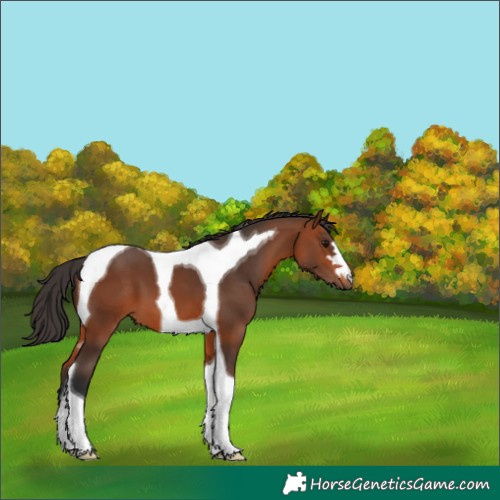 Horse Color:Bay Tobiano 