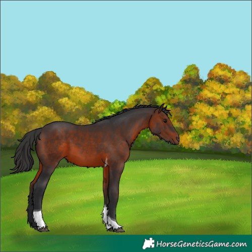 Horse Color:Brown Tobiano 