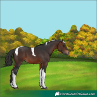 Horse Color:Brown Tobiano