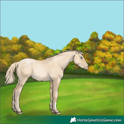 Horse Color:Palomino Pearl Dun Rabicano 