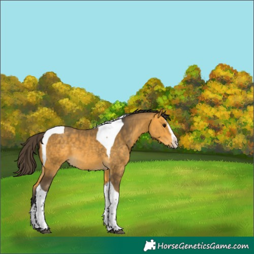 Horse Color:Buckskin Splash Tobiano 