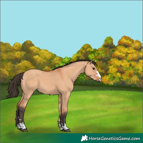 Horse Color:Bay Dun
