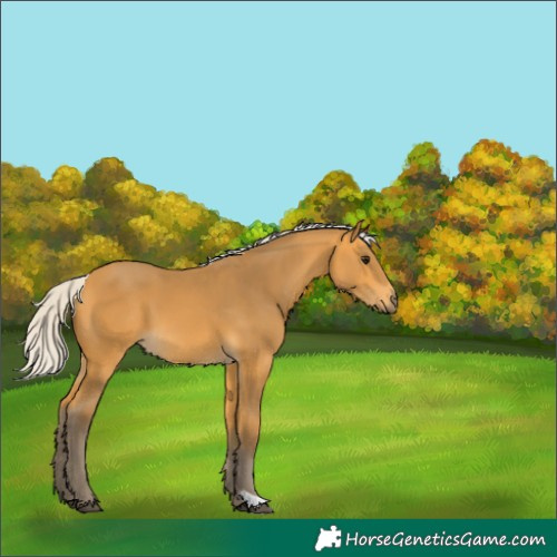 Horse Color:Silver Buckskin 