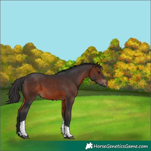Horse Color:Brown Tobiano