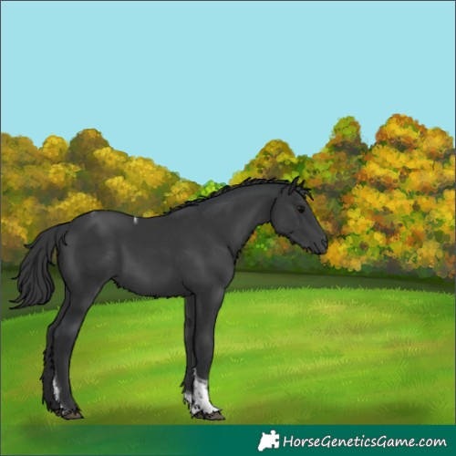 Horse Color:Black Tobiano Rabicano