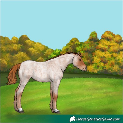 Horse Color:Red Roan