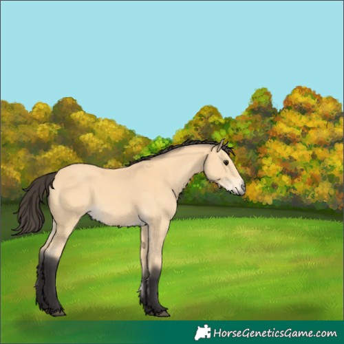 Horse Color:Buckskin 