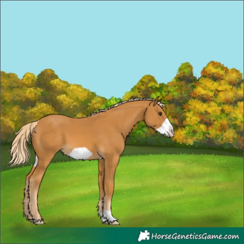 Horse Color:Palomino Frame 