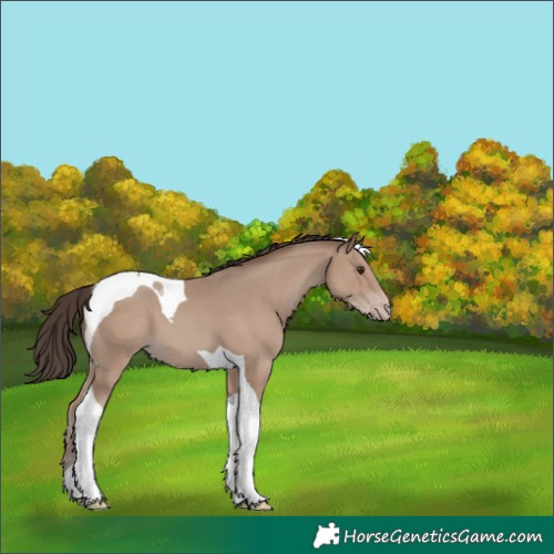 Horse Color:Classic Champagne Tobiano 