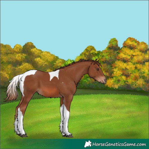 Horse Color:Chestnut Tobiano 
