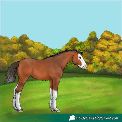 Horse Color:Bay Splash 
