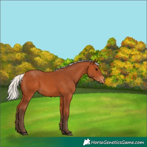 Horse Color:Silver Bay Appaloosa