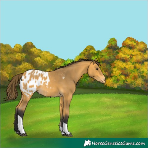 Horse Color:Buckskin Tobiano Appaloosa 