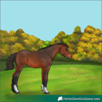 Horse Color:Bay Tobiano Rabicano 