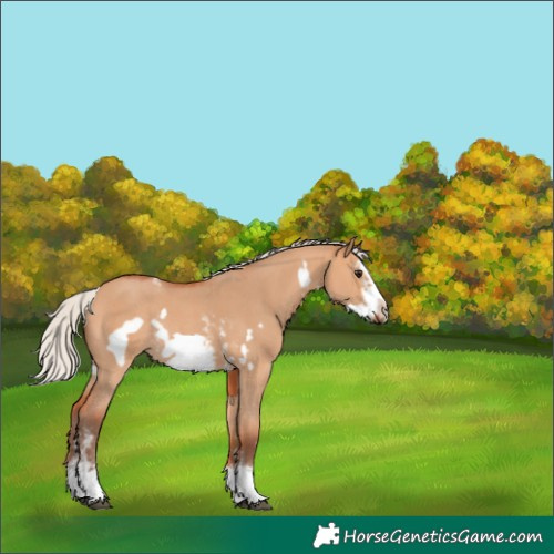 Horse Color:Silver Bay Dun Sabino Frame Rabicano