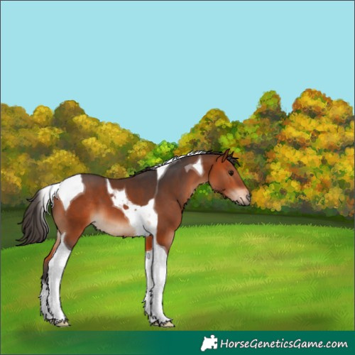 Horse Color:Bay Tobiano