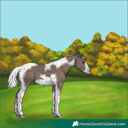 Horse Color:Silver Black Tobiano Frame
