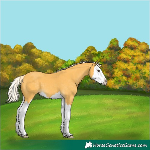 Horse Color:Palomino Splash
