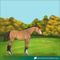 Horse Color:Buckskin 
