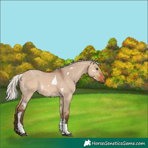 Horse Color:White Spotted Silver Brown Dun Tobiano Rabicano