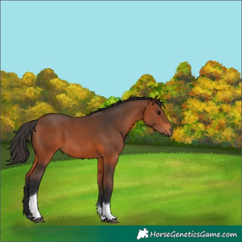 Horse Color:Bay Tobiano 
