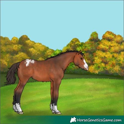Horse Color:Bay Appaloosa 