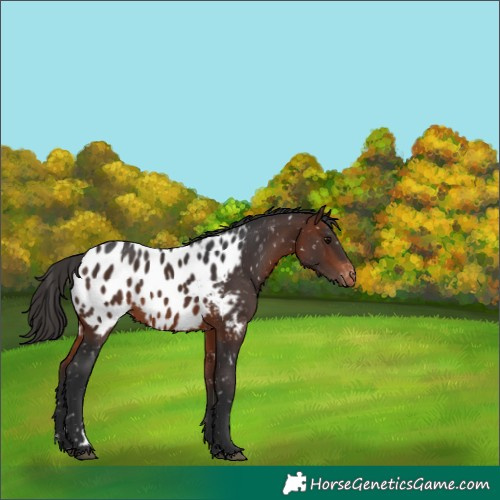 Horse Color:Bay Appaloosa 