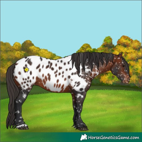 Horse Color:Bay Near Leopard