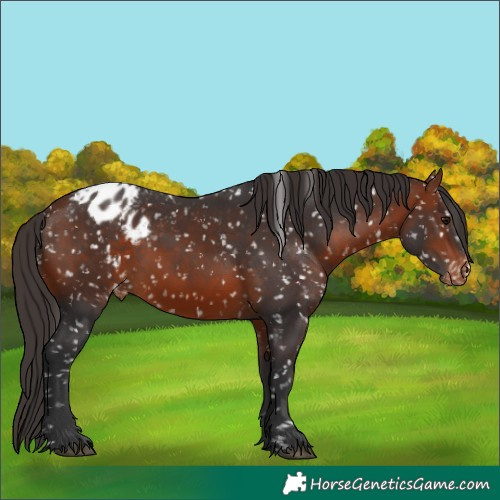 Horse Color:Bay Appaloosa 