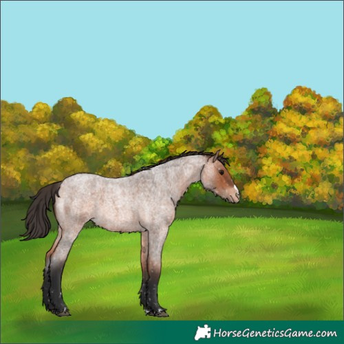 Horse Color:Bay Roan Appaloosa 