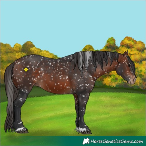 Horse Color:Bay Snowflake Varnish